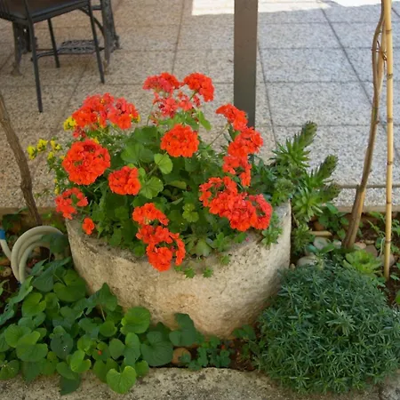 Guest house & Barbara Umag